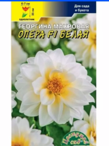 Георгины Опера Белая