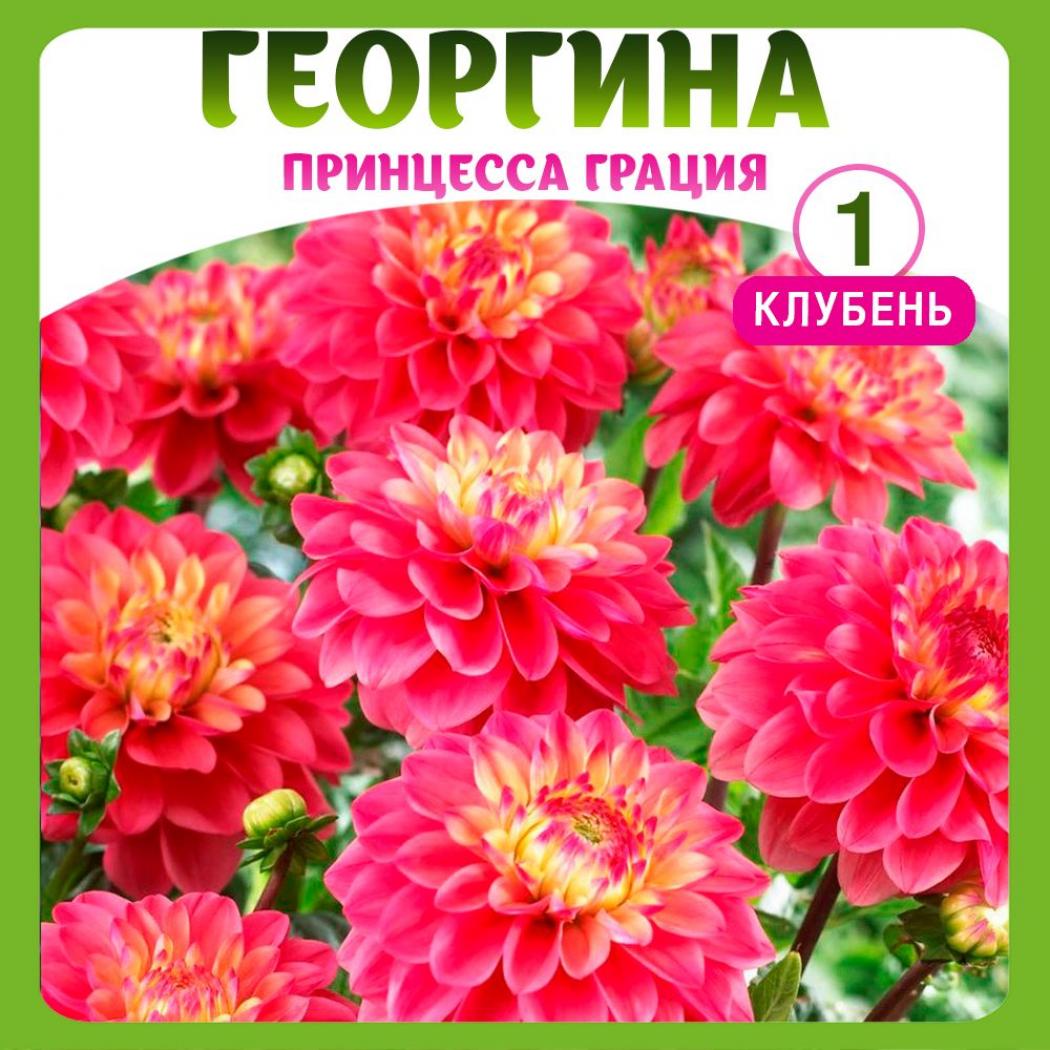 Георгины Принцесса Грация 3