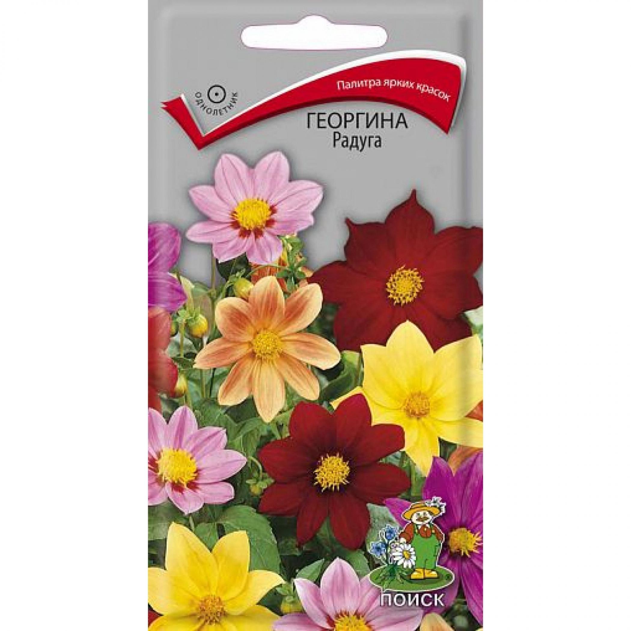 Георгины Радуга
