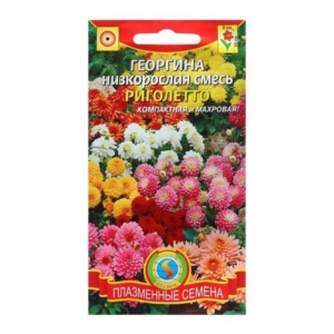 Георгины Риголетто (смесь окрасок)