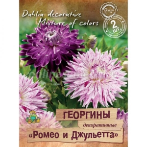 Георгины Ромео и Джульетта