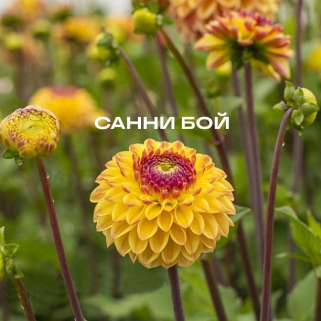 Георгины Санни Бой 3