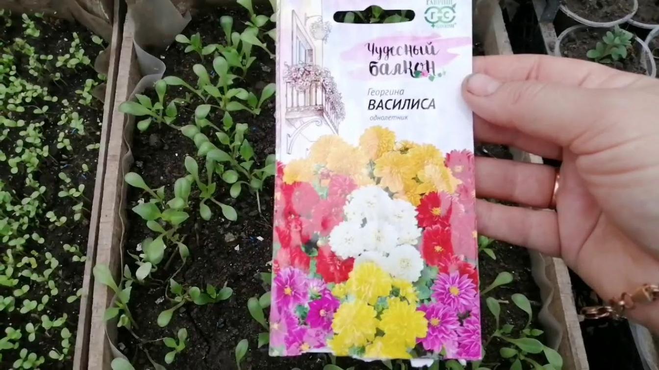 Георгины Василиса 2