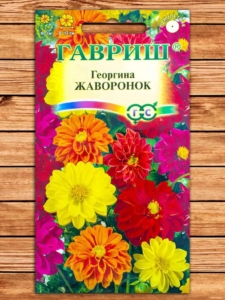 Георгины Жаворонок (смесь)