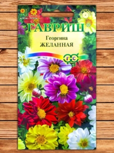 Георгины Желанная