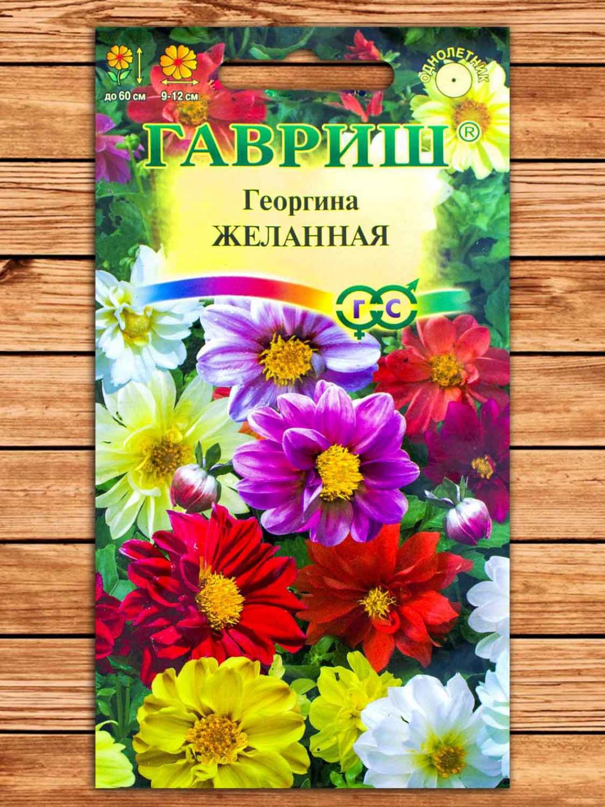 Георгины Желанная