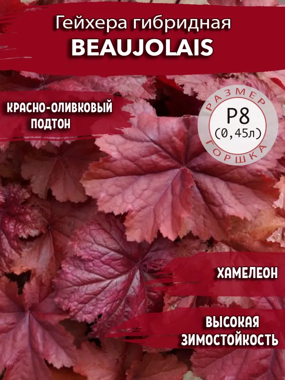 Гейхера Божоле 2