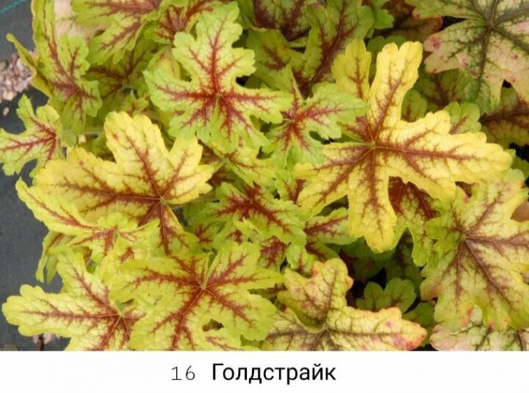 Гейхера Голд Страйк 4