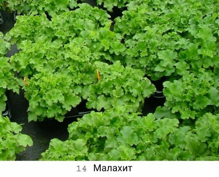 Гейхера Малахит 4