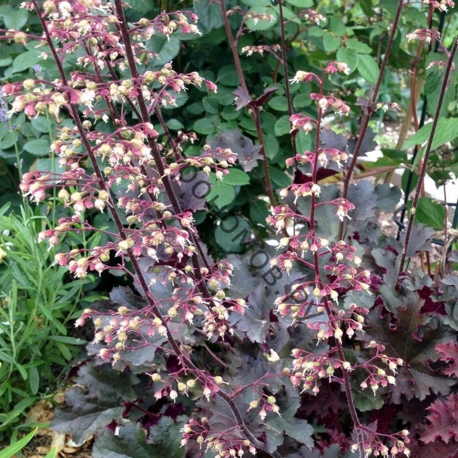 Гейхера мелкоцветковая (Heuhera micrantha) 4