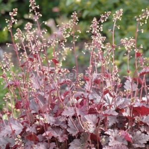 Гейхера мелкоцветковая (Heuhera micrantha)