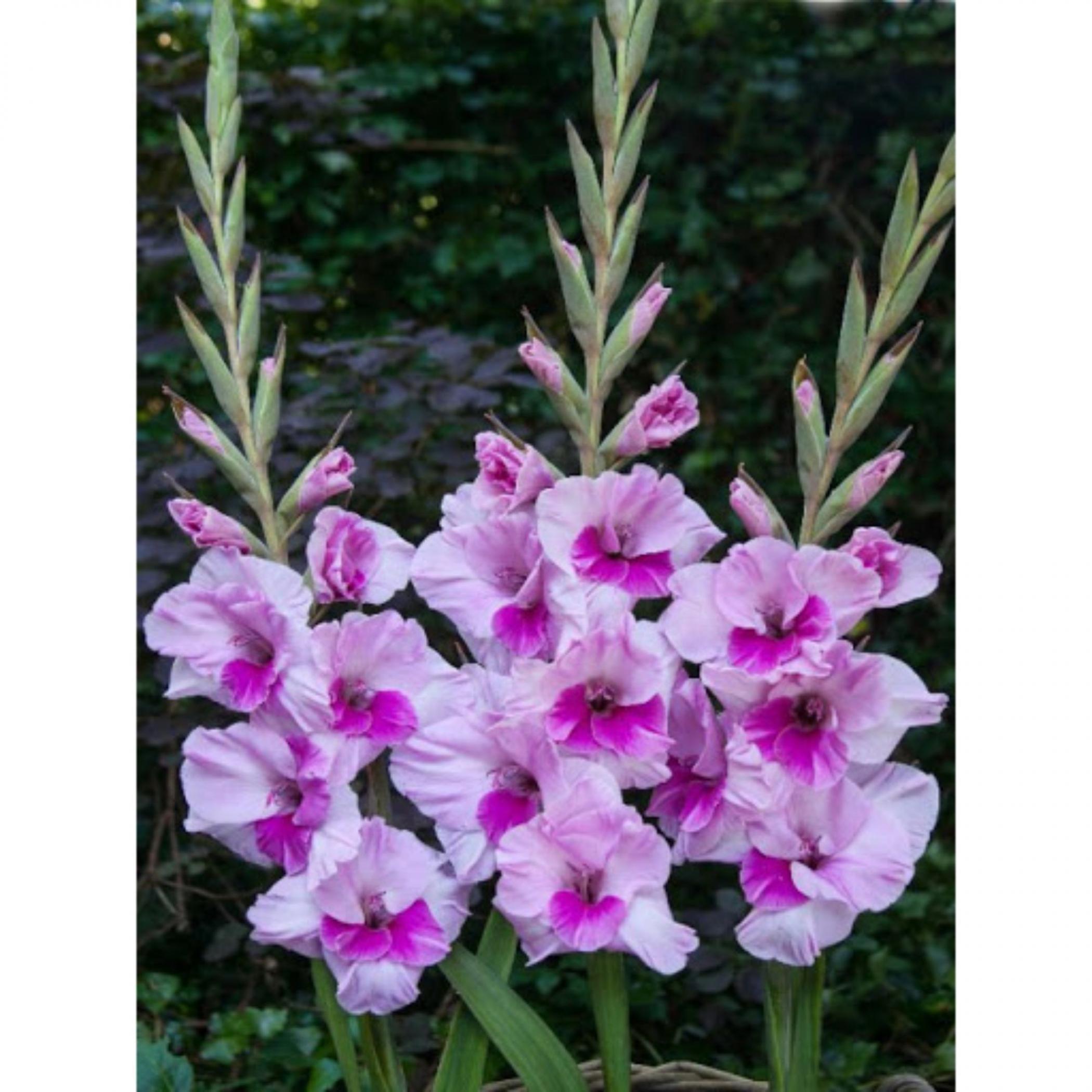 Гладиолус Аланна 2