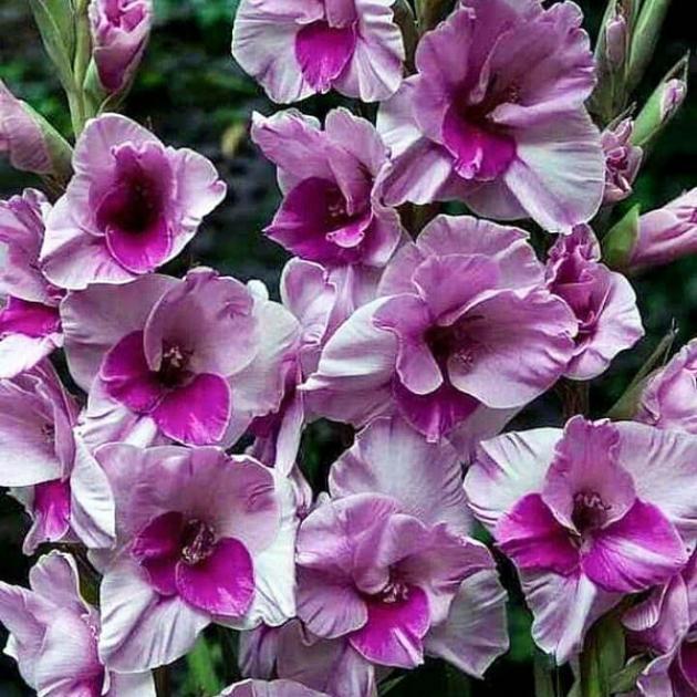 Гладиолус Аланна