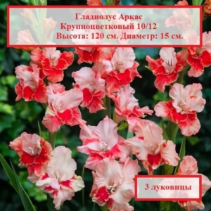 Гладиолус Аркас