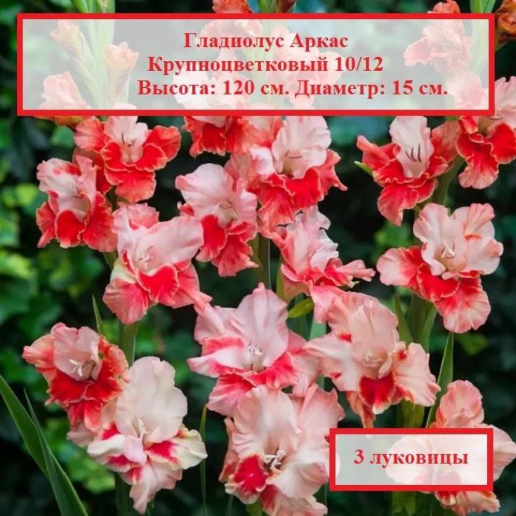 Гладиолус Аркас