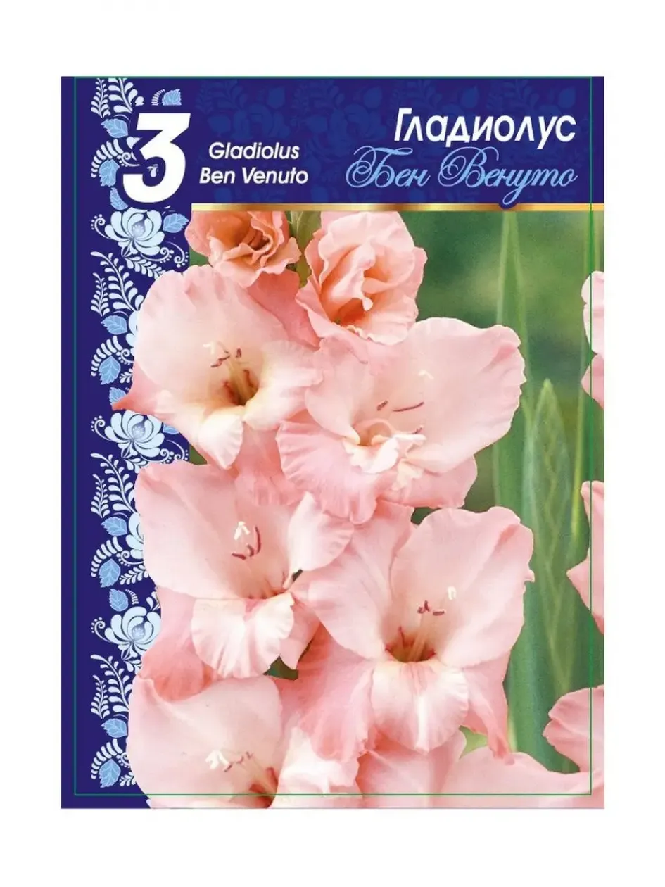 Гладиолус Бен Венуто 3
