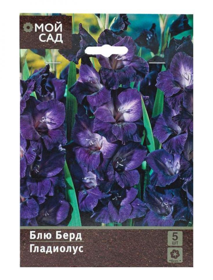 Гладиолус Блю Берд 2