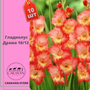 Гладиолус Драма