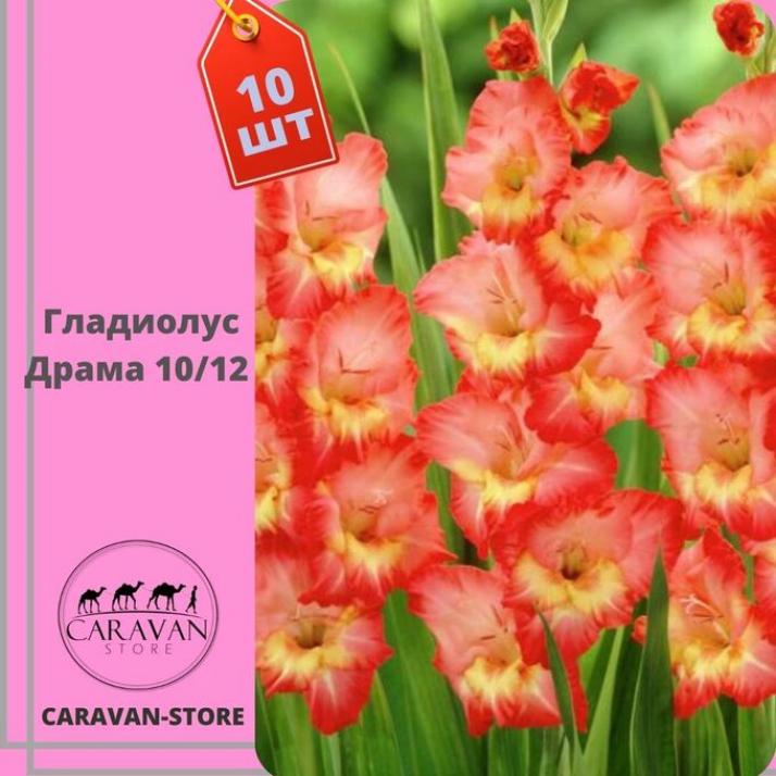 Гладиолус Драма
