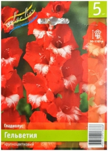 Гладиолус Гельветия