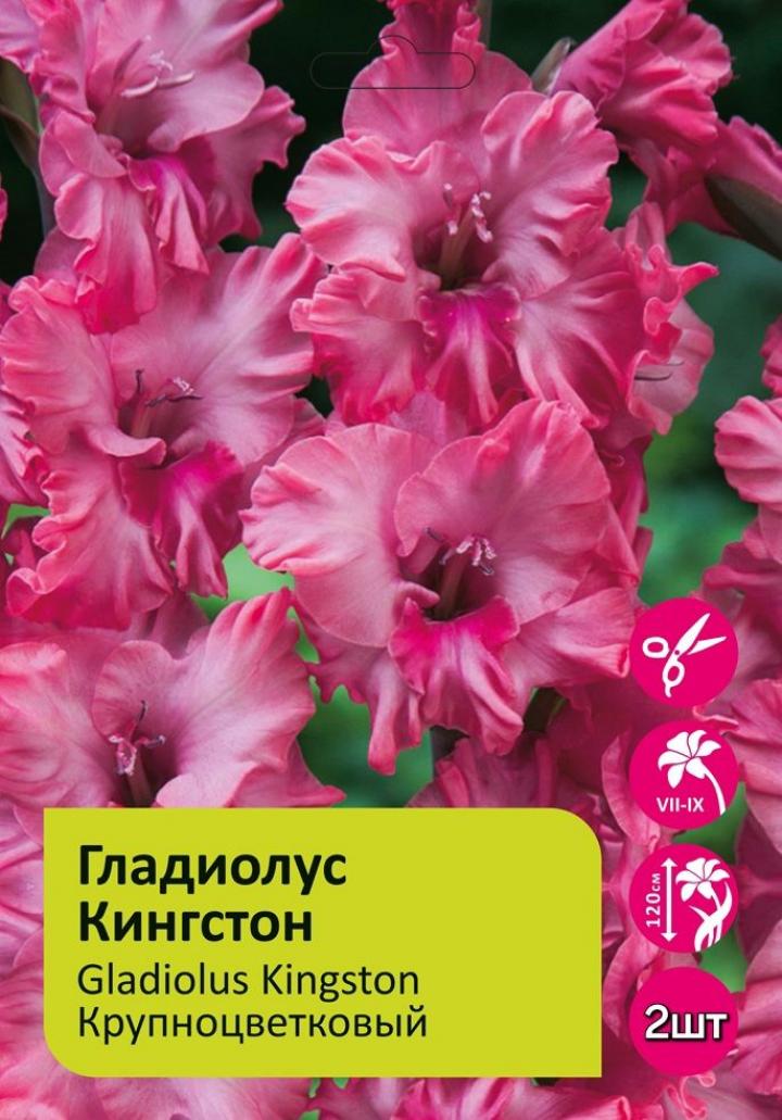 Гладиолус Кингстон 3