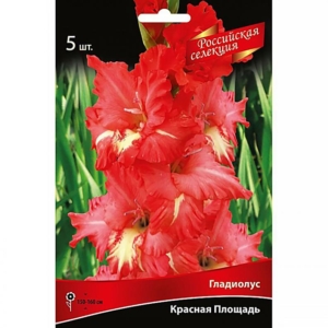 Гладиолус Красная Площадь