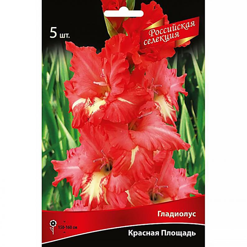 Гладиолус Красная Площадь