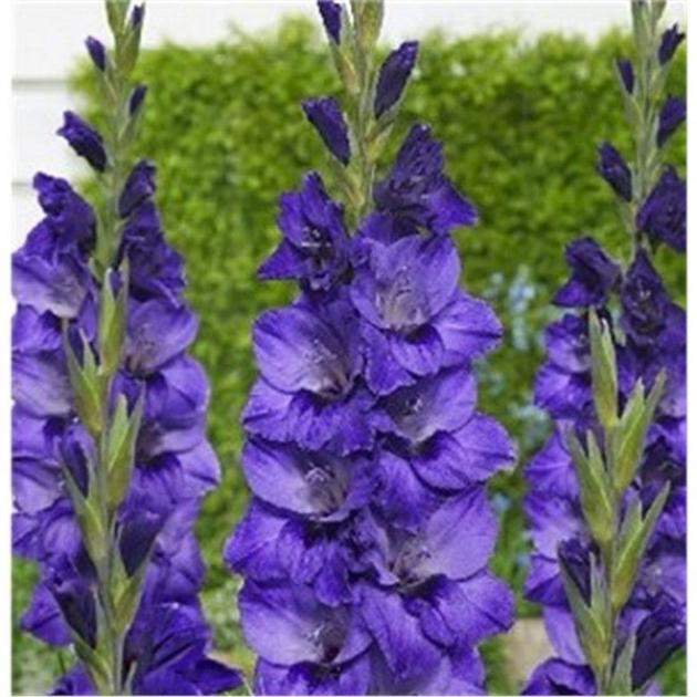 Гладиолус Куки