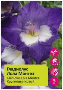 Гладиолус Лола Монтес