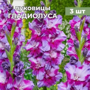 Гладиолус Печора