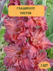 Гладиолус Ростов