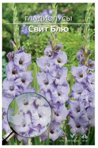 Гладиолус Свит Блю