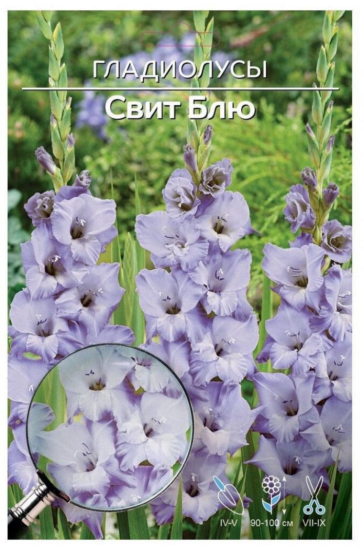 Гладиолус Свит Блю
