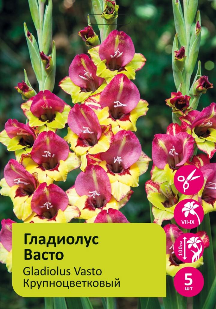 Гладиолус Васто 2