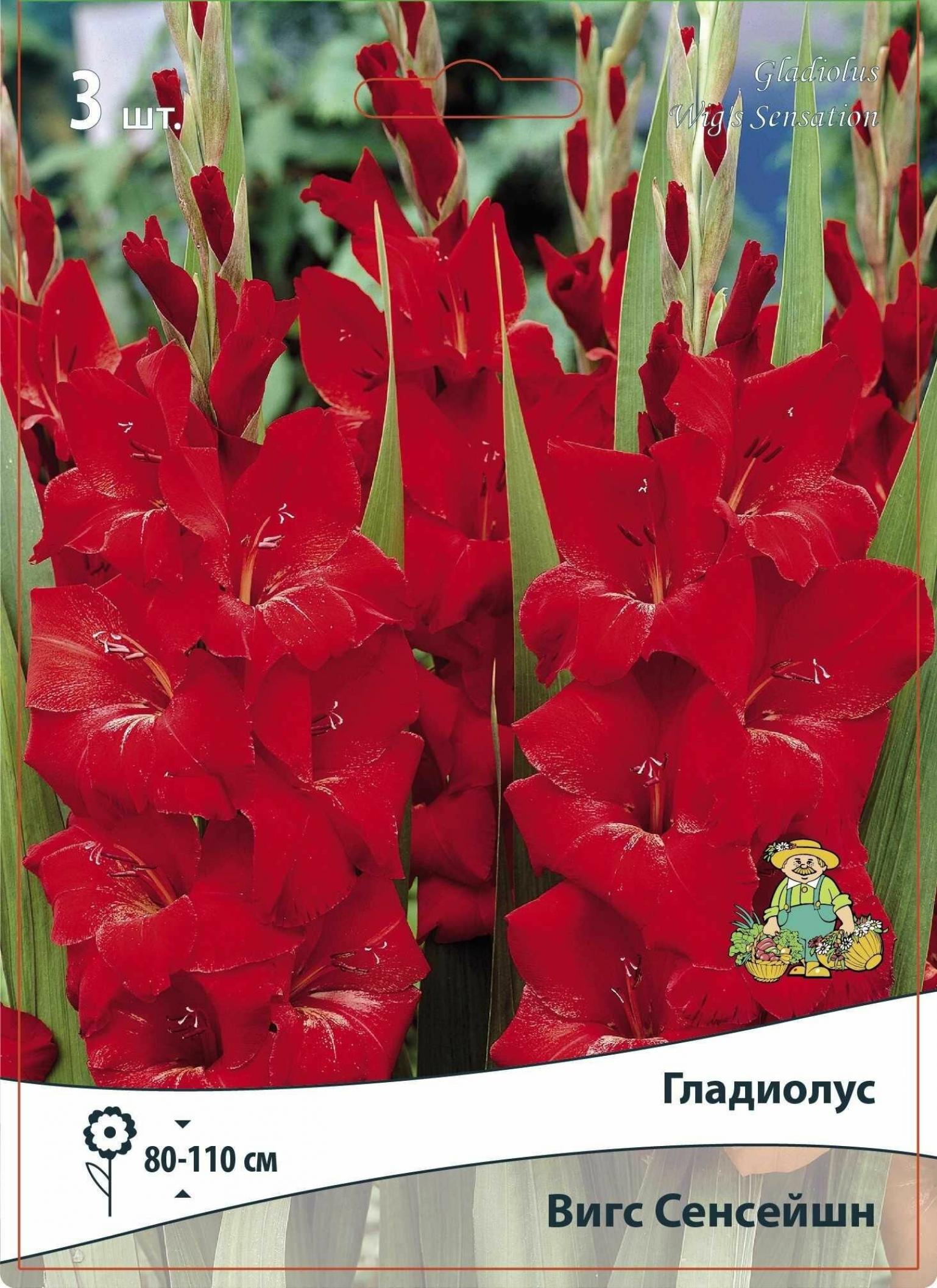 Гладиолус Вигс Сенсейшн 4