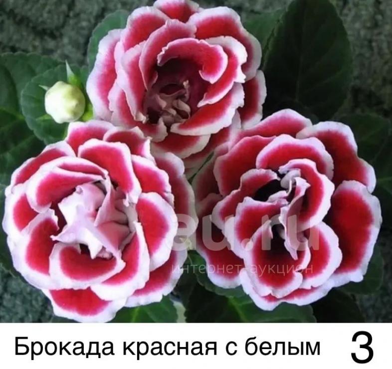 Глоксиния Брокада красная с белым 3