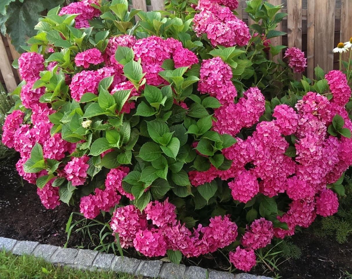 Гортензия Альпенглюхен 5
