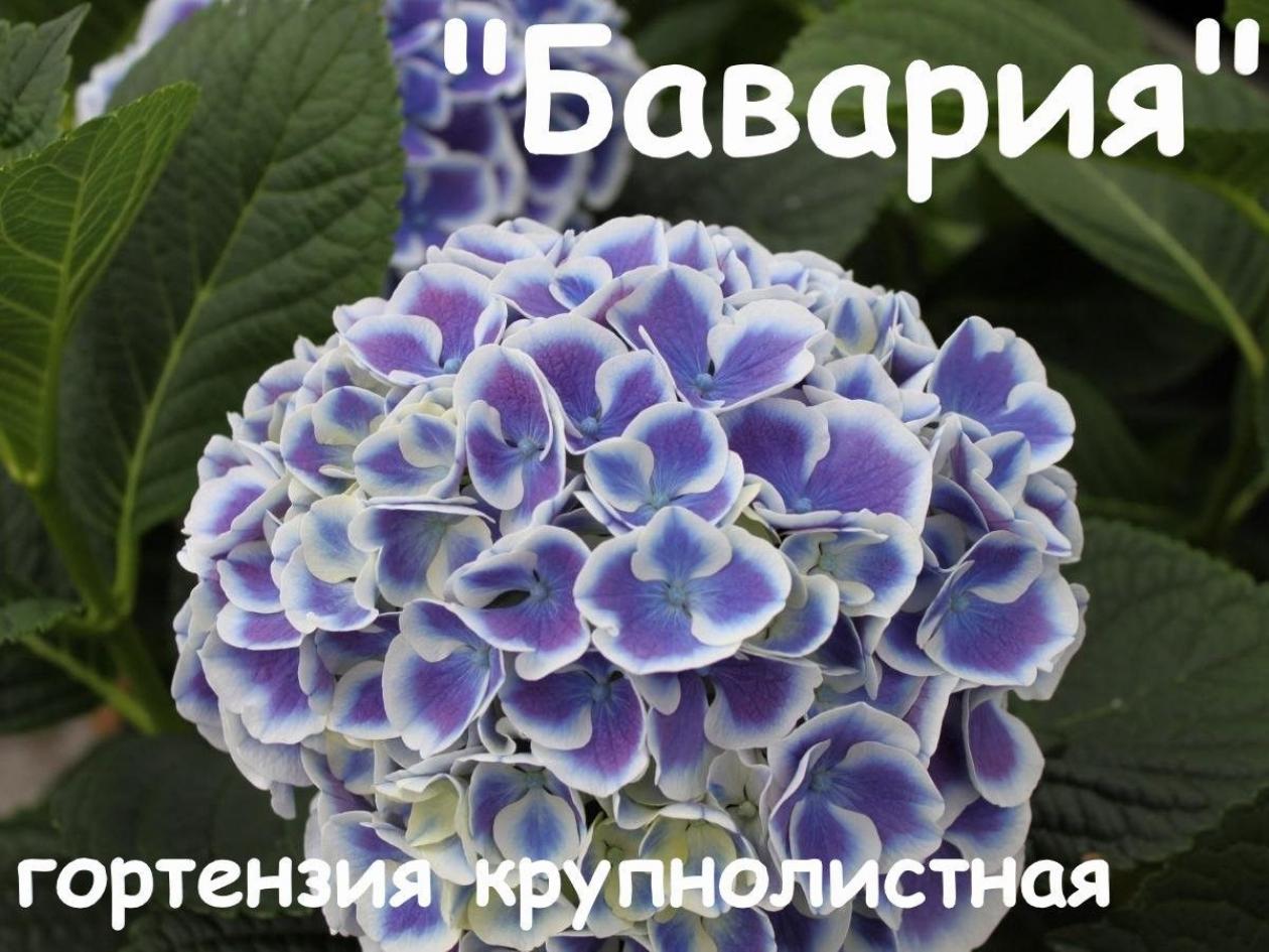 Гортензия Бавария 3