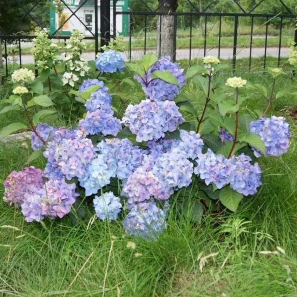 Гортензия Блум Стар 2