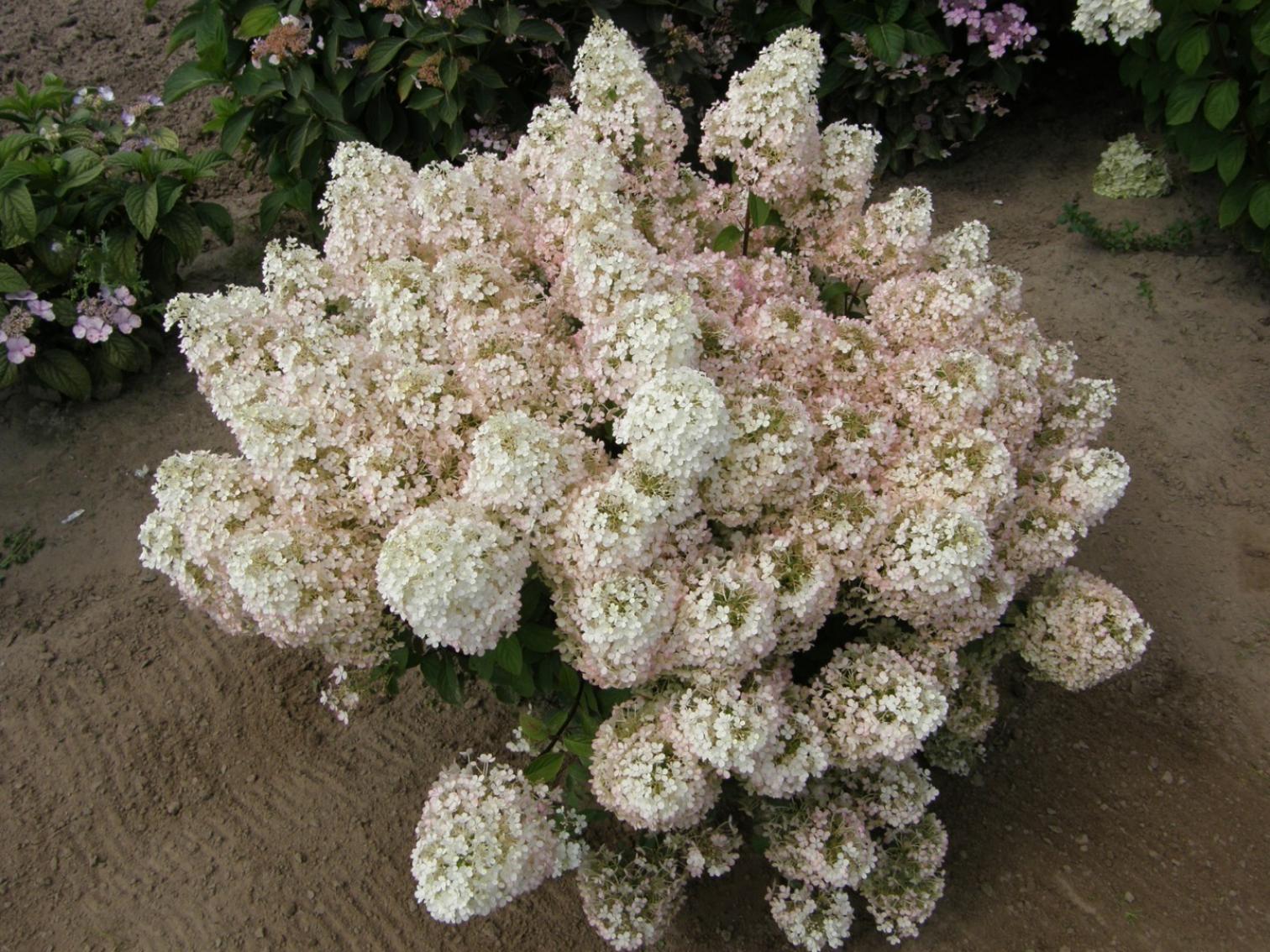 Гортензия Бобо 4