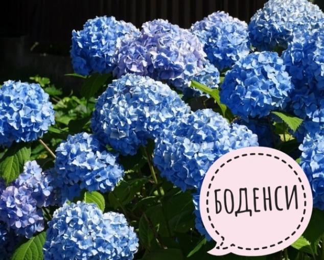 Гортензия Боденси 3
