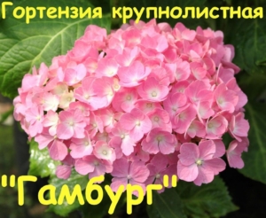 Гортензия Гамбург