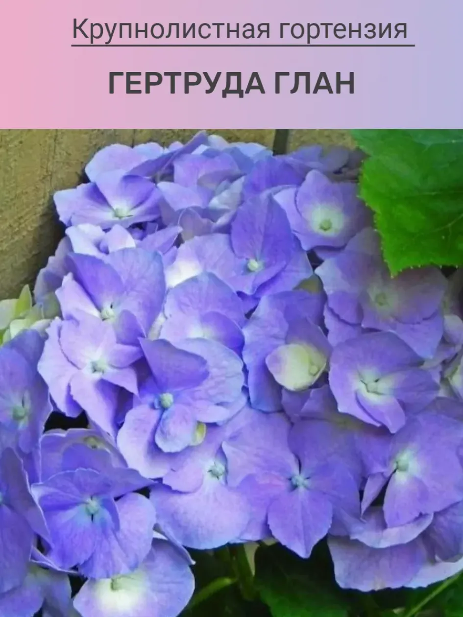 Гортензия Гертруд Глен 2