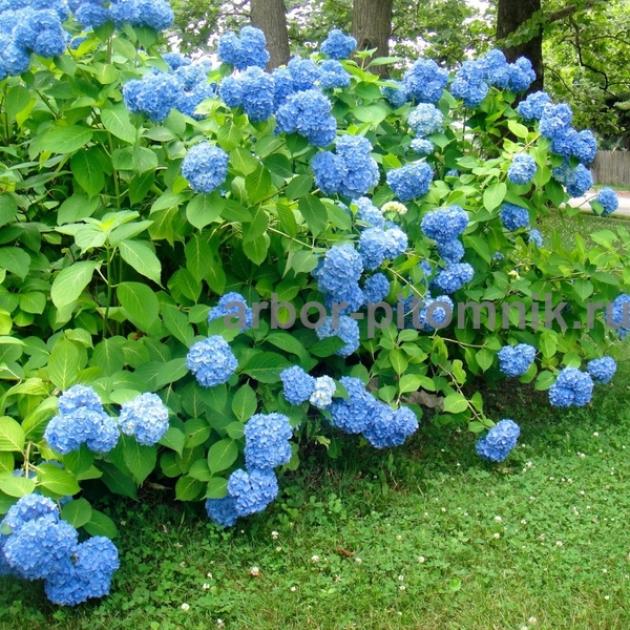 Гортензия Голубая лагуна 5