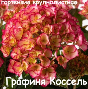 Гортензия Графиня Коссель