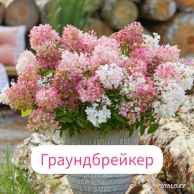 Гортензия Граундбрейкер 2