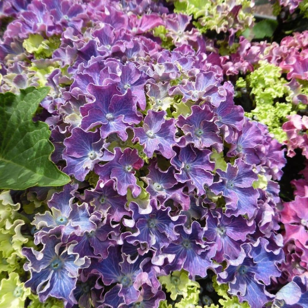 Гортензия Керли Спаркл Блю Пепл (Curly Sparkle Blue Purple) 2