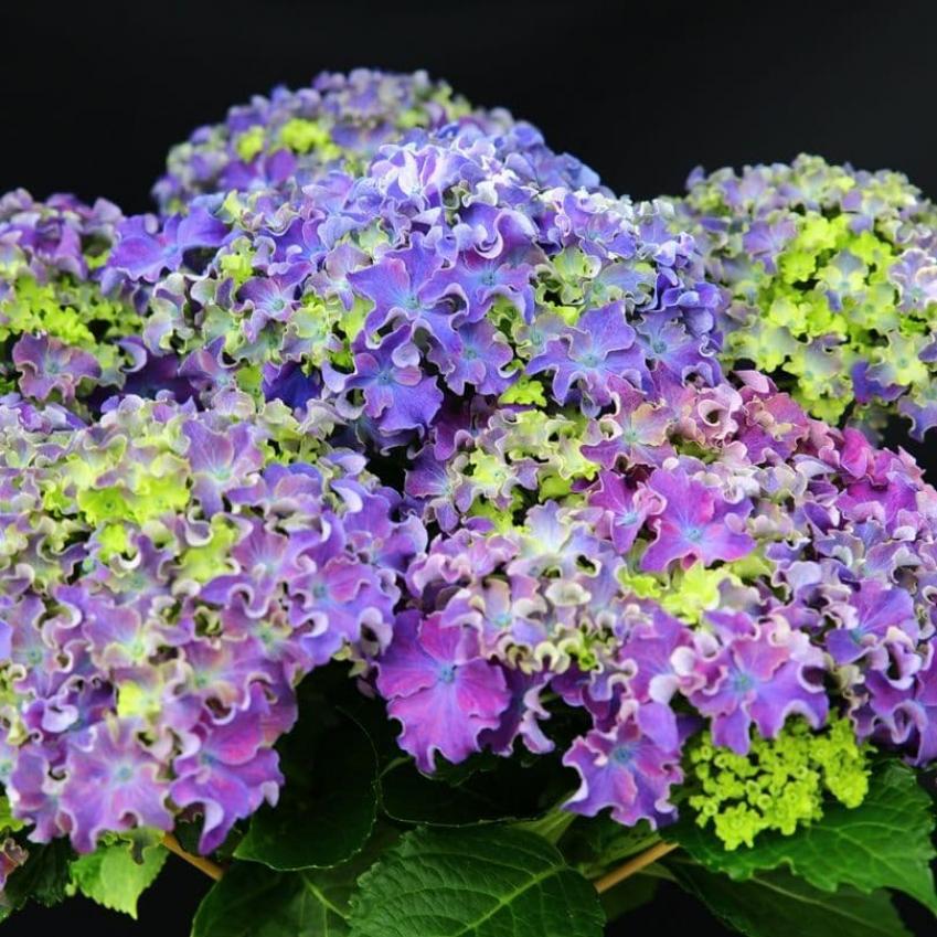 Гортензия Керли Спаркл Блю Пепл (Curly Sparkle Blue Purple) 3
