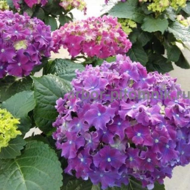 Гортензия Керли Спаркл Блю Пепл (Curly Sparkle Blue Purple) 4