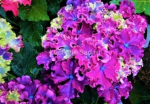 Гортензия Керли Спаркл Блю Пепл (Curly Sparkle Blue Purple)